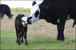 U.S., Texas cattle inventory decreases following drought