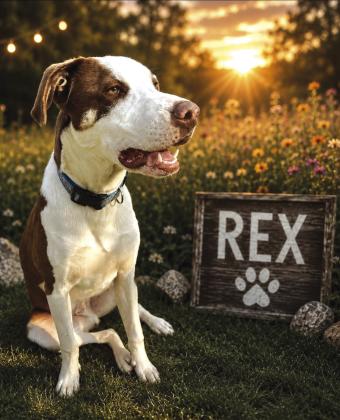 Pet of the Week