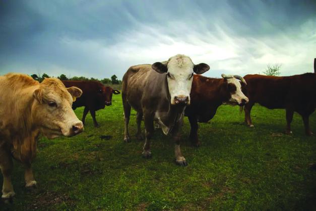 Texas is taking steps to prevent the screwworm, an invasive fly, from entering the state. The screwworm posies a large threat to the state's cattle industry. Courtesy Evan L'Roy/The Texas Tribune
