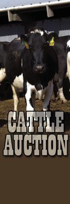 Jordan Cattle Auction