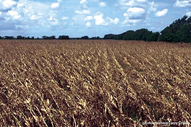 Hurricane Beryl barreled through Texas crops, ag infrastructure