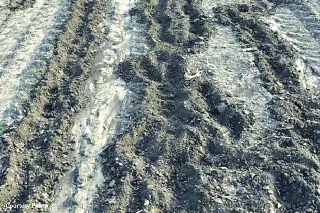 Feral hogs root up crops on TX farms