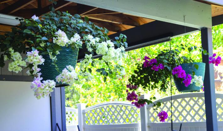 Giant bougainvillea dot the home’s landscape.