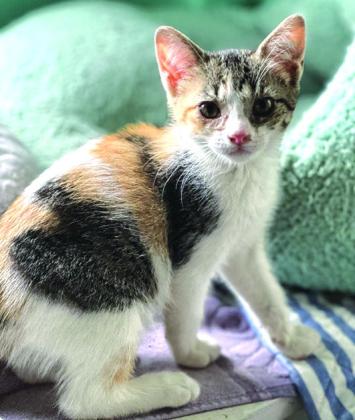 Spice, 8 weeks