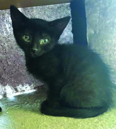 Raven, 9 weeks