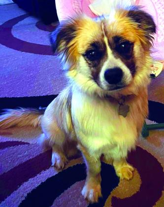 Meet Tango. Tango is a one-year-old male Shorkey (Shih -Tzu Yorky mix). He is not only handsome; he's lovable and great with children. Tango is looking for a place to call home. Could you show him that love? Call 325-372-PETS or fill out an application online at sansabaanimals.com. Submitted by Regina Baker