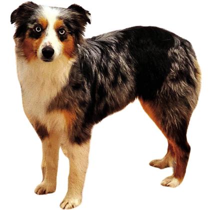 Pet of the Week
