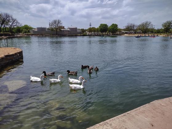 The ducks at Mill Pond Park anxiously awaiting the visitors