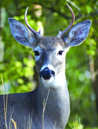 White-tailed deer are native to Texas.