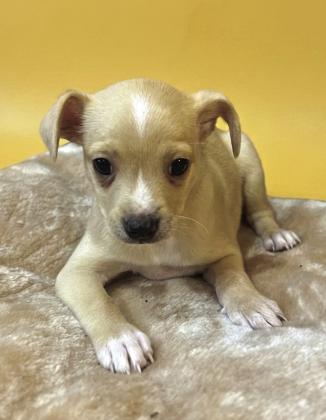 Pet of the Week