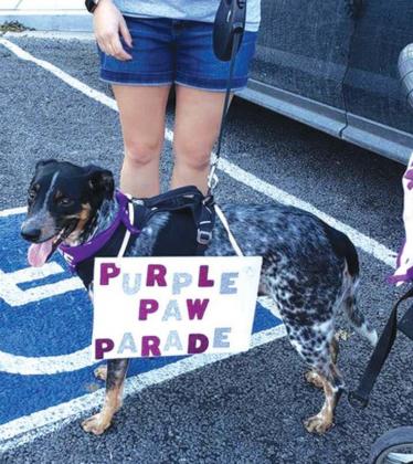 Dove Project holds Purple Paw Parade for Domestic Violence Awareness Month