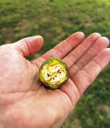 The pecans are basically already formed. Now they just need a few more inches of rain before harvesttime. Courtesy of Oliver Pecan