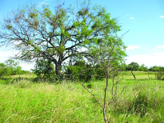 The photo shows the same species of mesquite tree but two obvious different ages with two dramatically different values (foreground versus background). Courtesy of Macy Ledbetter | www.SpringCreekOutdoors.com