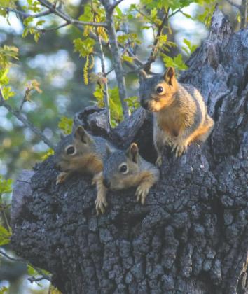 “The ‘Squirrel Family’ looking over their new world from the safety of their nest”