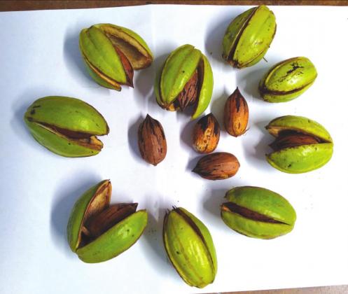 First Pecans of the 2021 Season