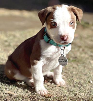 Pet of the Week