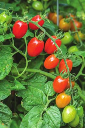 Red Celano grape tomato-Photocredit: All-America Selections