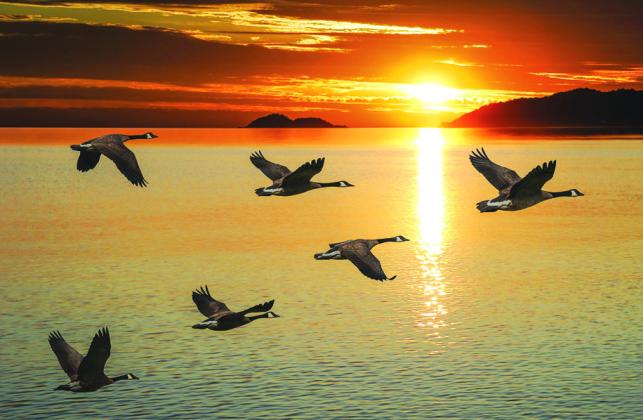 Migrating birds