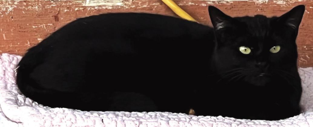 Pearl is a beautiful black kitty with bright eyes and a sweet personality to match. She loves attention, cozy beds, and will happily talk to you when she wants some love. Pearl is ready to find a forever home where she can be your little shadow and best friend. For more information visit SanSabaAnimals. com or call 325-372-PETS.
