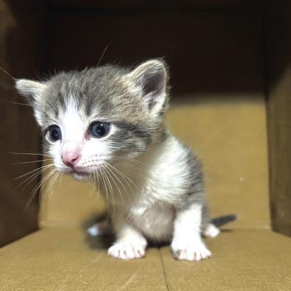 River - Pet of the Week