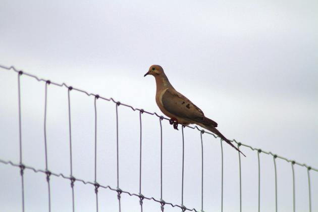 What Do You Know About Dove?