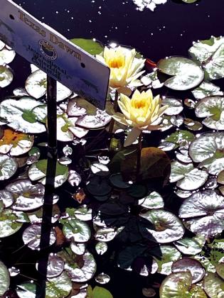 Tour of the International Water Lily Collection