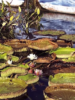 Tour of the International Water Lily Collection