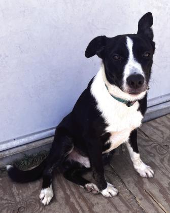 Meet Cash! After being abandoned on a secluded country road, Cash is ready for a fresh start. Despite his difficult past, this sweet, gentle boy still loves people and has so much love to give. Could you be the forever family he's been waiting for? Call 325-372-PETS or visit www.SanSabaAnimals.com to meet Cash!