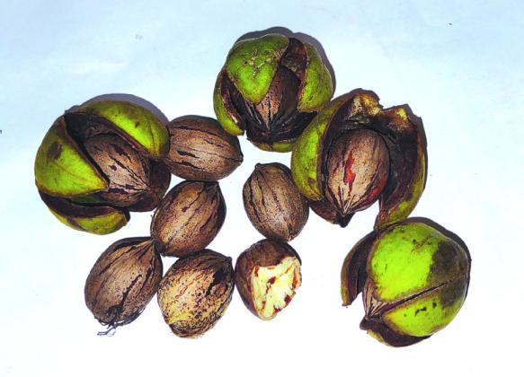 First Pecans of the 2024 Season
