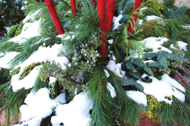 Winter container gardens brighten up the landscape all season long.