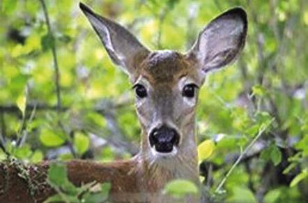 Virtual Wildlife Series May 12 and May 18