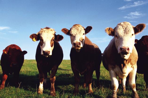 Jordan Cattle Auction