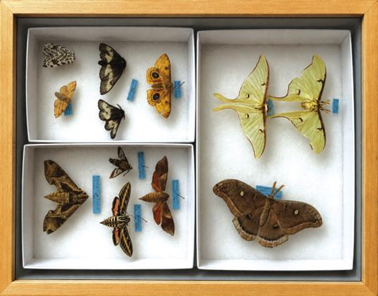 A collection of native moths on display during a TBGNAIC insect program, photo © Savannah Early. Courtesy of the Texas Botanical Gardens &amp;amp; Native American Interpretive Center, Inc.