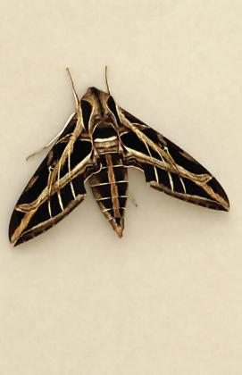 Sphinx Moth, photo © Courtenay Smith Courtesy of the Texas Botanical Gardens &amp;amp; Native American Interpretive Center, Inc.