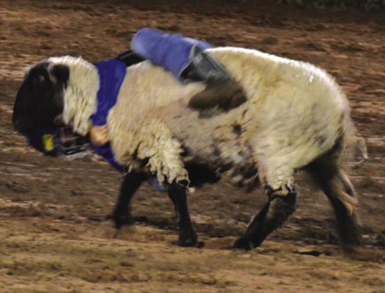 Mutton Bustin’