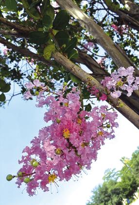 Crepe Myrtle is our club flower.