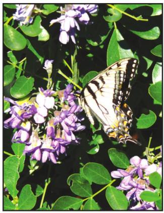 A Texas Mountain Laurel in bloom and a Tiger Swallowtail taking advantage of it.