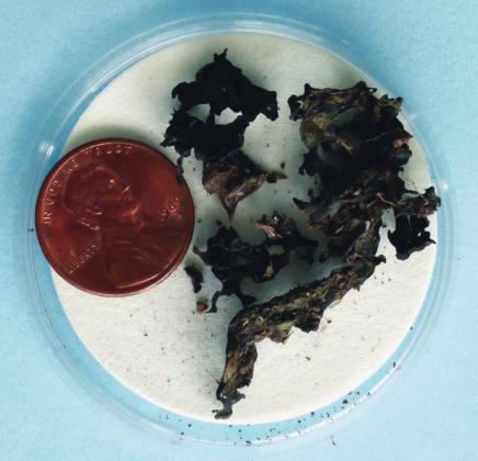 “A Biological Soil Crust found in the dry state on the pasture.”