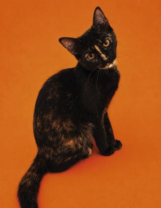 Meet Mocha!