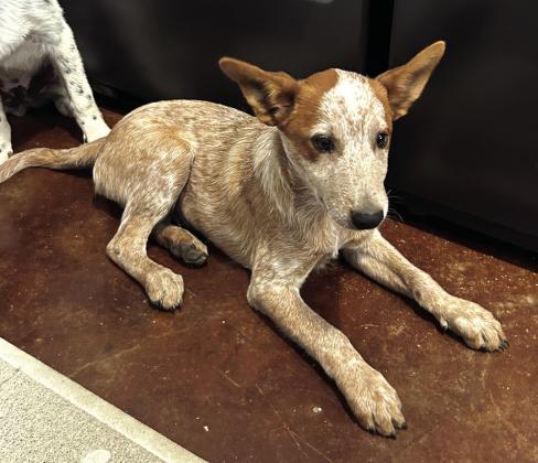 Pets of the Week
