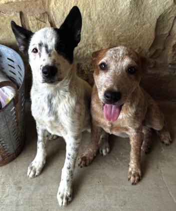 Pets of the Week