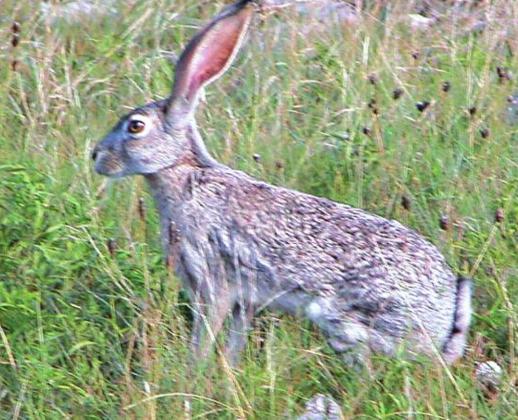 A Jackrabbit enjoying some green grass in August.