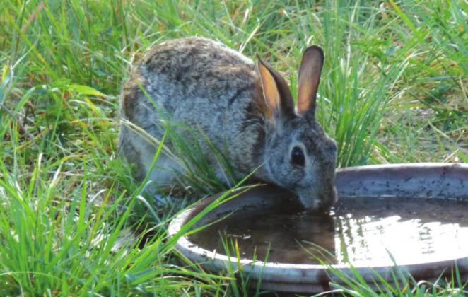 A Cottontail came into the yard for a drink on my birthday.