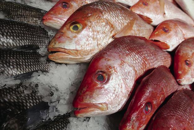 Red Snapper Fishing closes in State Waters November 20