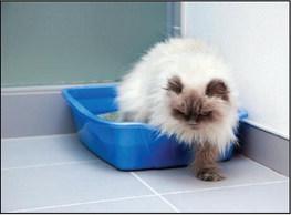 Pet Talk