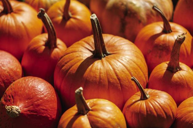 Lack or rain and extreme heat has caused pumpkin production yields to be extremely low. Getty Images