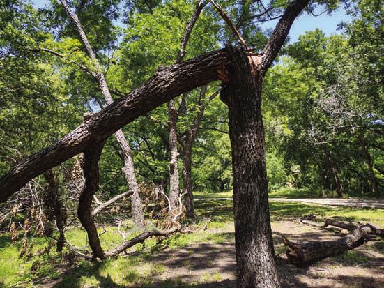 Tree trunk broken off and barely hanging on after the strong winds at LCRA Nature Park.