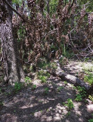 Downed tree crushes fence at LCRA Nature Park.