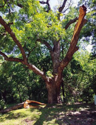 Huge limb broken off by the wind at Risien Park.