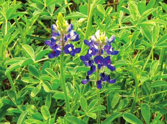 Caption: “To a true Texan, a bluebonnet is a wildflower wherever it is growing!”